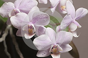 Phalaenopsis orchid flowers butterfly orchid