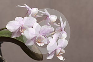 Phalaenopsis orchid flowers butterfly orchid