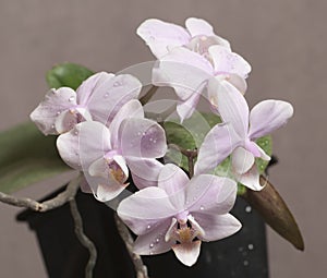 Phalaenopsis orchid flowers butterfly orchid