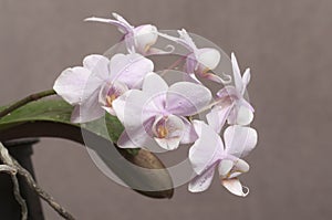 Phalaenopsis orchid flowers butterfly orchid