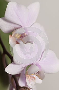 Phalaenopsis orchid flowers  butterfly orchid