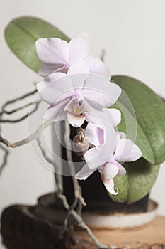 Phalaenopsis orchid flowers  butterfly orchid