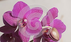 Phalaenopsis orchid flowers  butterfly orchid