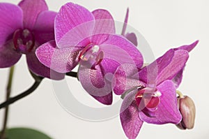 Phalaenopsis orchid flowers  butterfly orchid