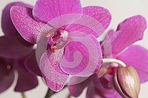 Phalaenopsis orchid flowers  butterfly orchid