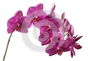 Phalaenopsis orchid flowers (butterfly orchid)