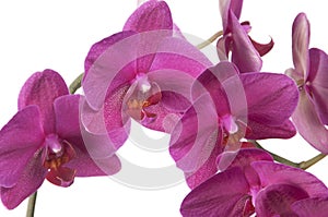 Phalaenopsis orchid flowers (butterfly orchid)