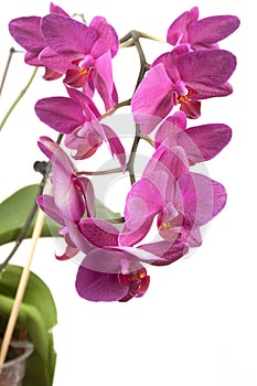 Phalaenopsis orchid flowers (butterfly orchid)