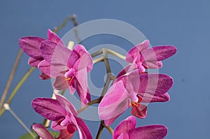 Phalaenopsis orchid flowers (butterfly orchid)