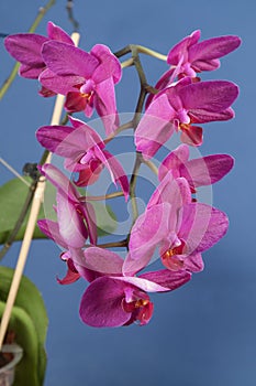 Phalaenopsis orchid flowers (butterfly orchid)