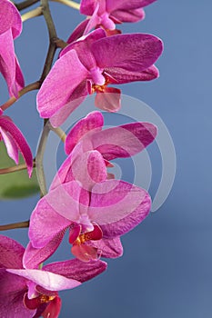 Phalaenopsis orchid flowers (butterfly orchid)