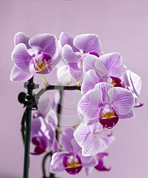 Phalaenopsis orchid flowers on a pink background