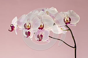 Phalaenopsis orchid flowers on a pink background