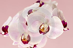 Phalaenopsis orchid flowers on a pink background