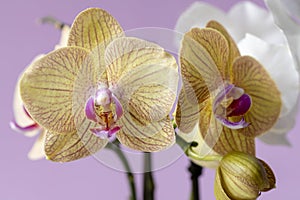 Phalaenopsis orchid flowers on a pink background