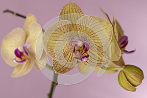 Phalaenopsis orchid flowers on a pink background