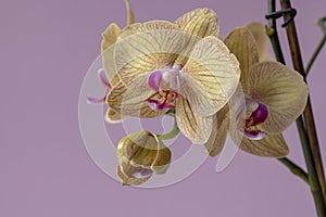 Phalaenopsis orchid flowers on a pink background