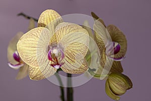 Phalaenopsis orchid flowers on a pink background