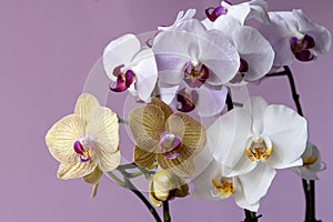 Phalaenopsis orchid flowers on a pink background