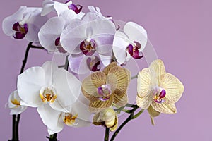 Phalaenopsis orchid flowers on a pink background