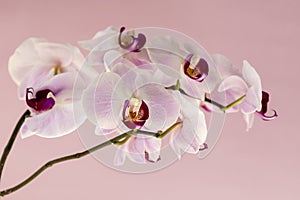 Phalaenopsis orchid flowers on a pink background