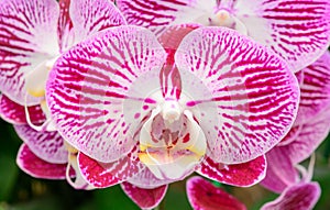 Phalaenopsis orchid hybrids. Beautiful close up pink orchid blooming in garden