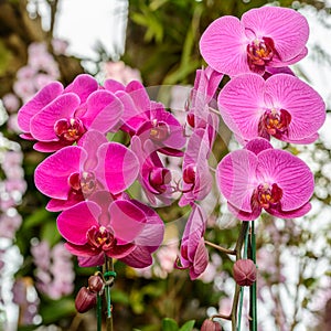 Phalaenopsis orchid hybrids. Beautiful pink orchid blooming in g