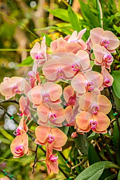 Phalaenopsis orchid hybrids. Beautiful yellow orchid blooming in