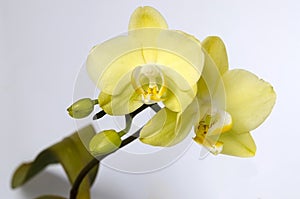 Phalaenopsis