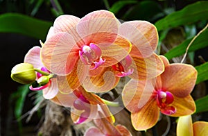 Phalaenopsis orchid with orange flowers growing in the garden of Tenerife,Canary Islands,Spain.Tropical plants.