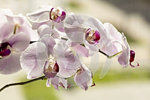 Phalaenopsis orchid. Orchid flower on the window in the backlight. Selective focus, close-up, copy space.