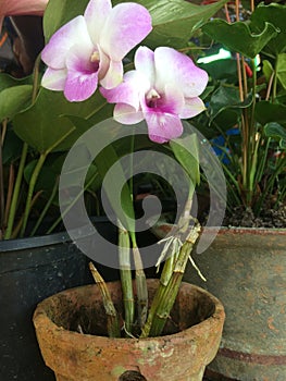 `Phalaenopsis orchid` orchid plant. art and beet