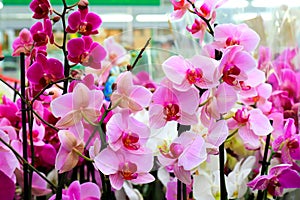 Phalaenopsis Orchid pink flowers in the store. Many flowering plants, nature floral background. Beautiful flowers at greenhouse.