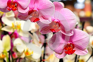 Phalaenopsis Orchid pink flowers in the store. Potted orchidea. Many flowering plants, nature floral background. Beautiful flowers