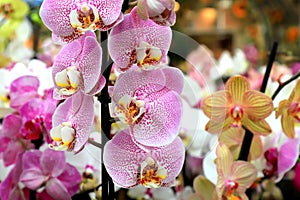 Phalaenopsis Orchid pink flowers in store. Potted orchidea. Many flowering plants, nature floral background. Beautiful flowers