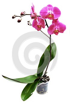 Phalaenopsis orchid in a pot on a white background