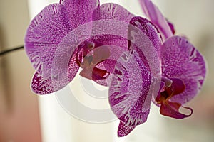 Phalaenopsis orchid in a pot on the windowsill in an apartment, purple flower close-up, flowering of a houseplant at