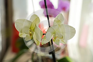 Phalaenopsis orchid in a pot on the windowsill in an apartment, yellow flower close-up