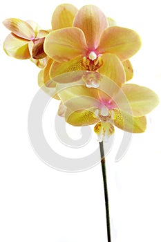 Phalaenopsis orchid stem