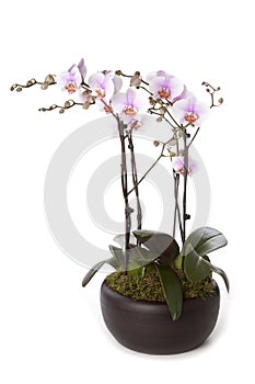 Phalaenopsis orchid table decoration