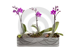 Phalaenopsis orchid table decoration