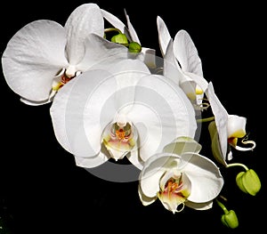 Phalaenopsis Orchid White