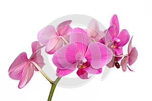 Phalaenopsis Orchidaceae isolated on white backgro photo