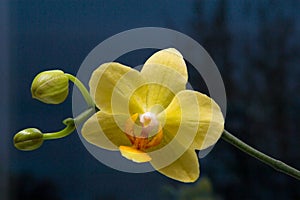 Phalaenopsis Orchidee