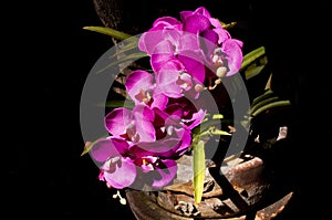 Phalaenopsis Orchids Beautyful Orchid in Chaingmai Thailand