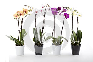Phalaenopsis orchids in flower pot