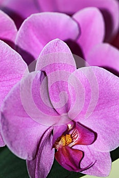 Phalaenopsis orchids flowers bloom exceptionally beautiful and long