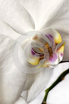Phalaenopsis orchids on white background.