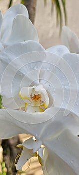 Phalaenopsis orchids or white moth orchids closeup