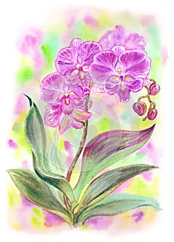 Phalaenopsis pink Big Lip orchid on a colored background